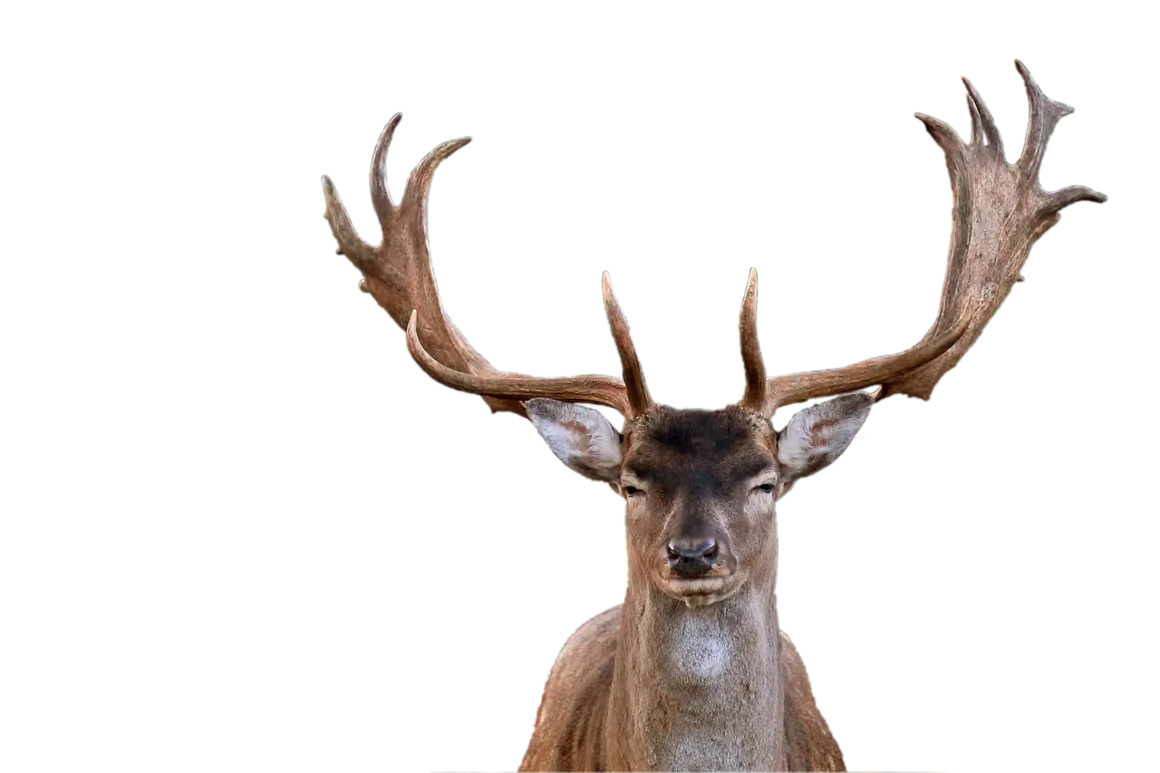 deer-1986307_1280.png