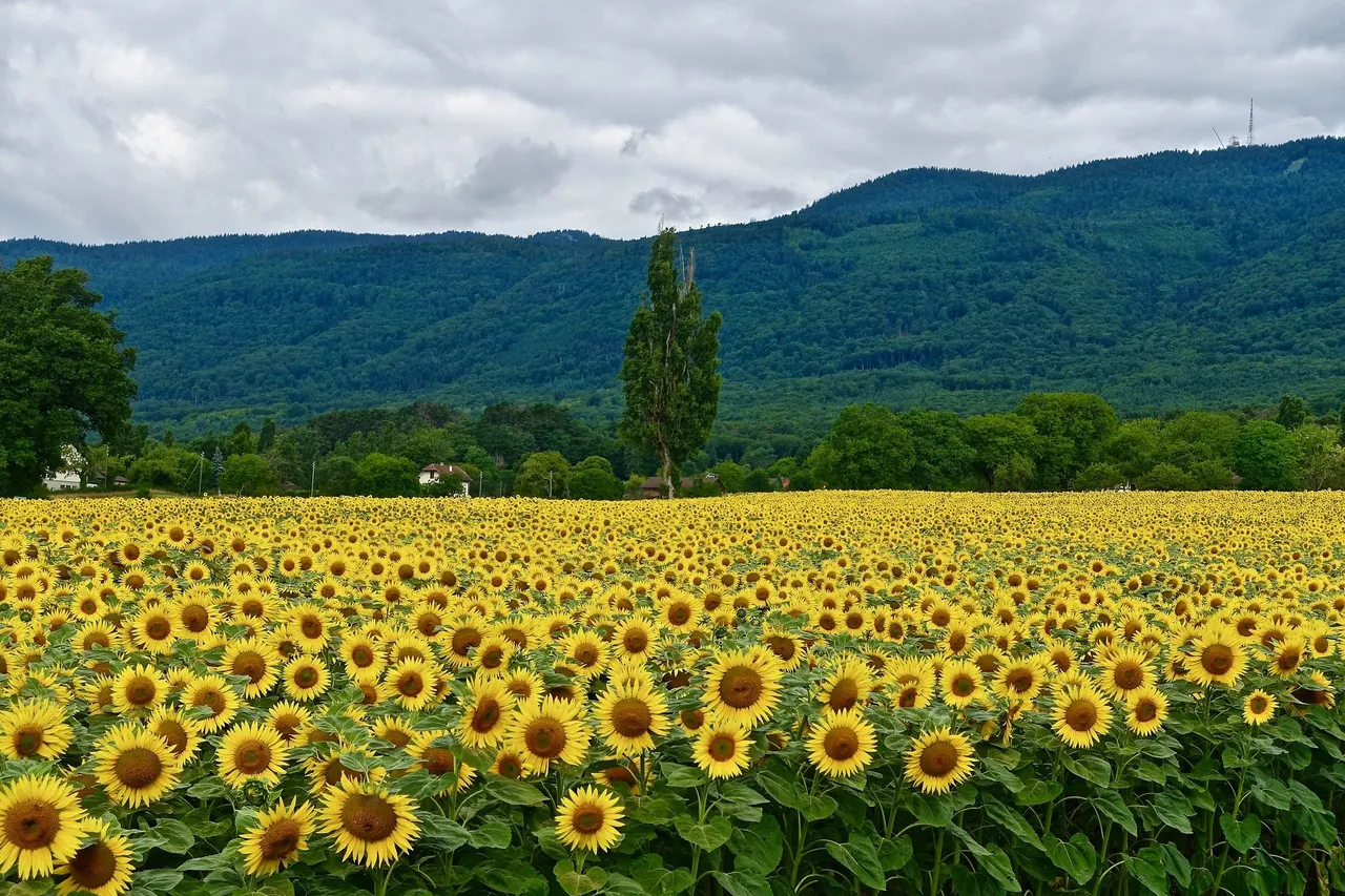 sunflowers-3250317_1920.jpg