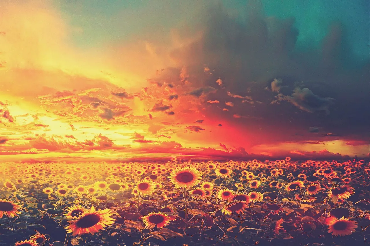 sunflowers-5645039_1920.jpg