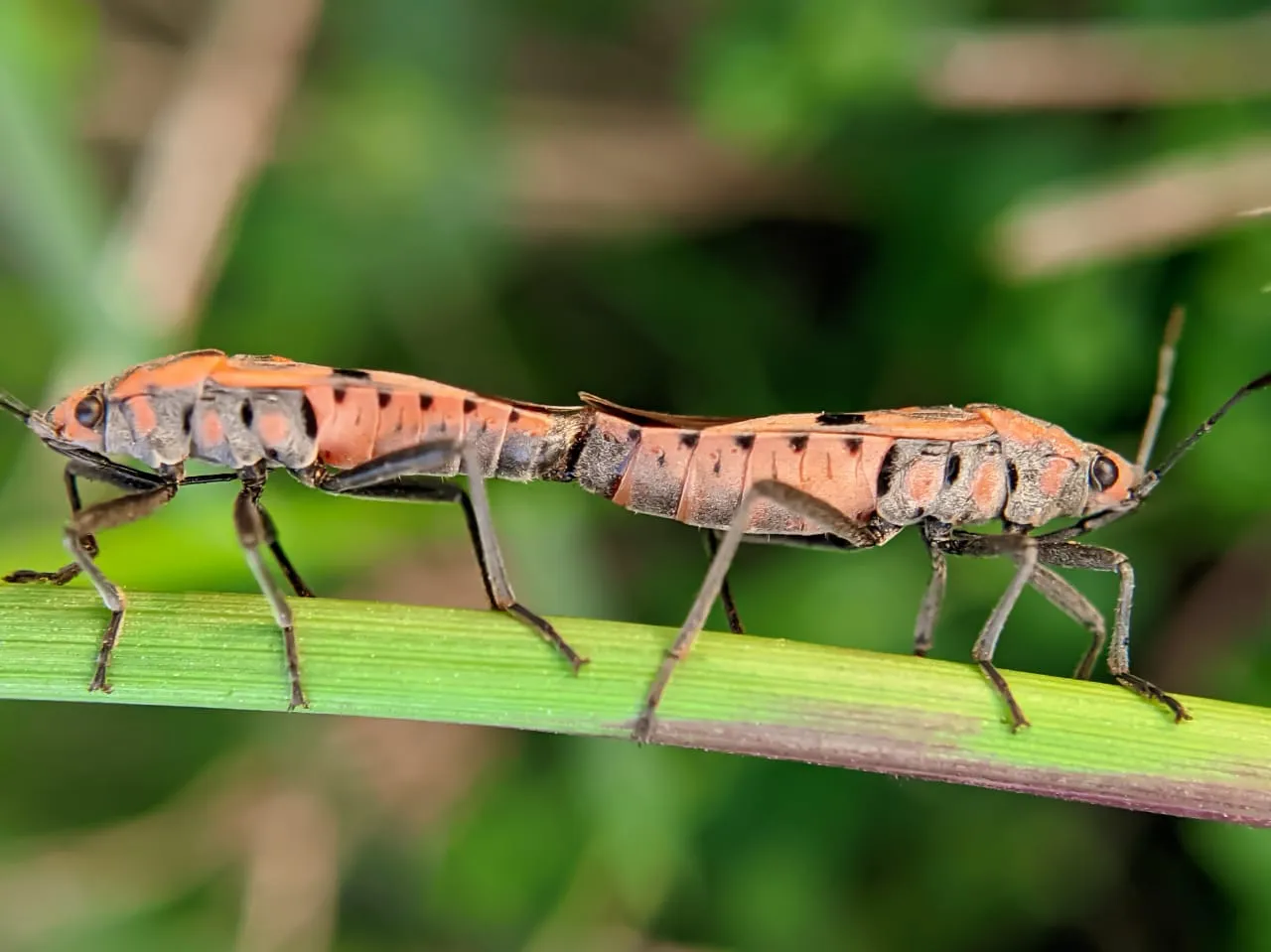 insects (23).jpeg