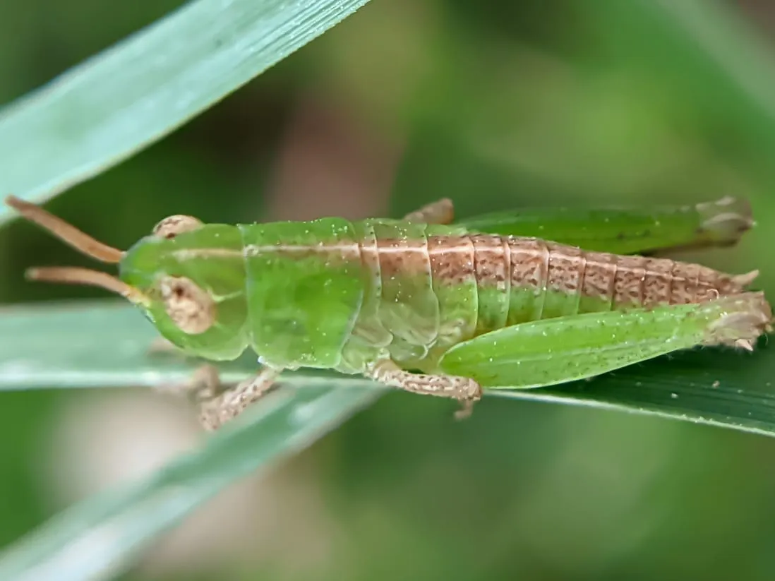 insects (26).jpeg