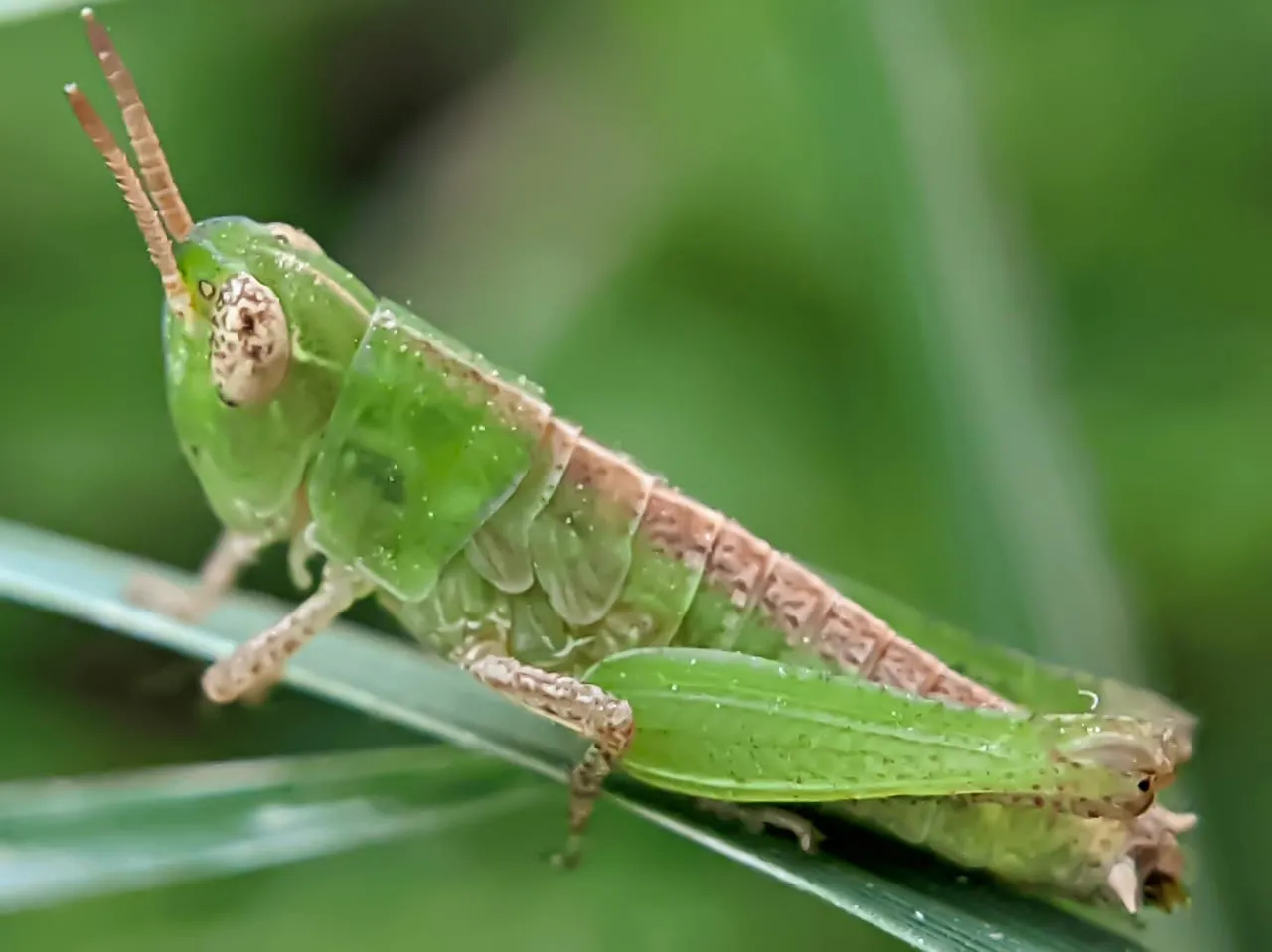 insects (25).jpeg