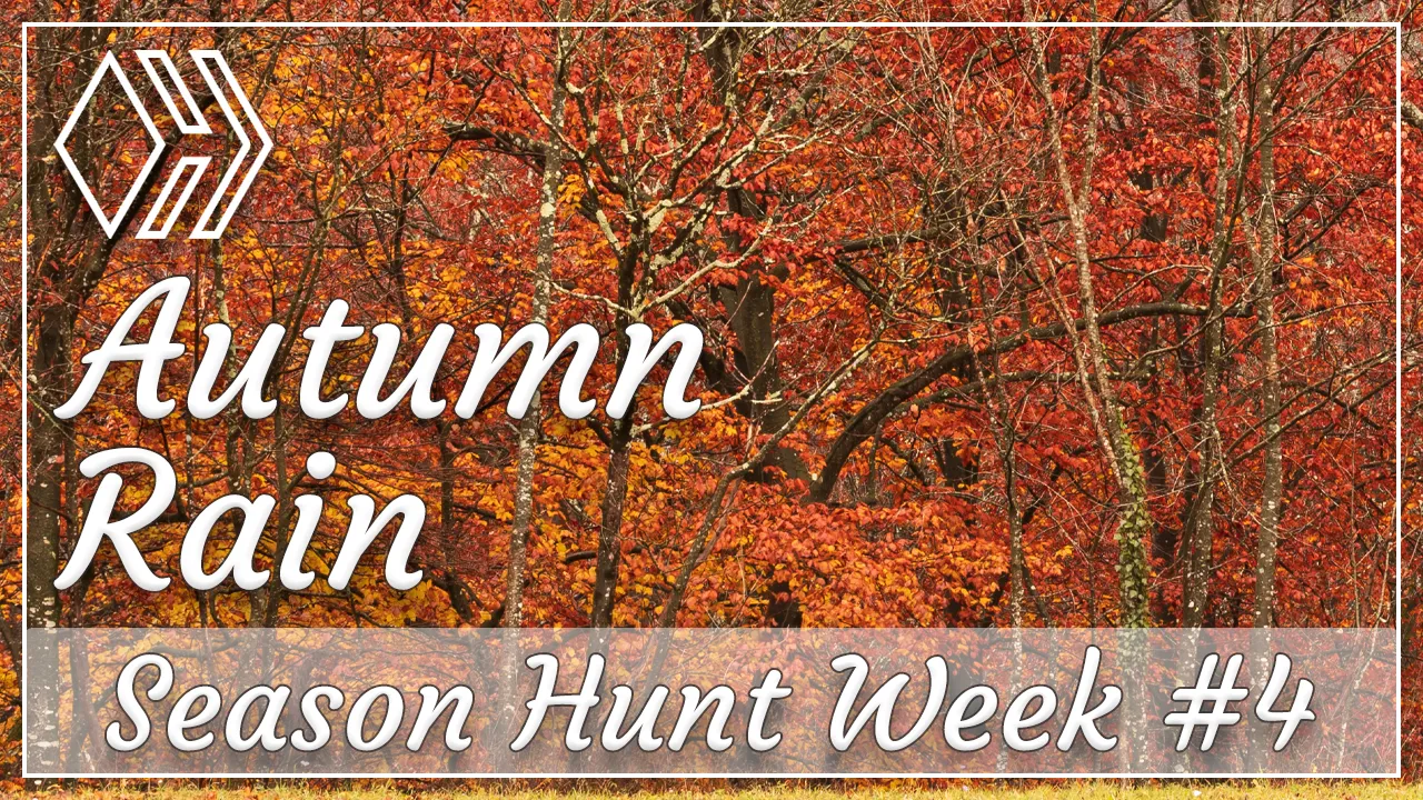 Season Hunt - Week 4 - Rain