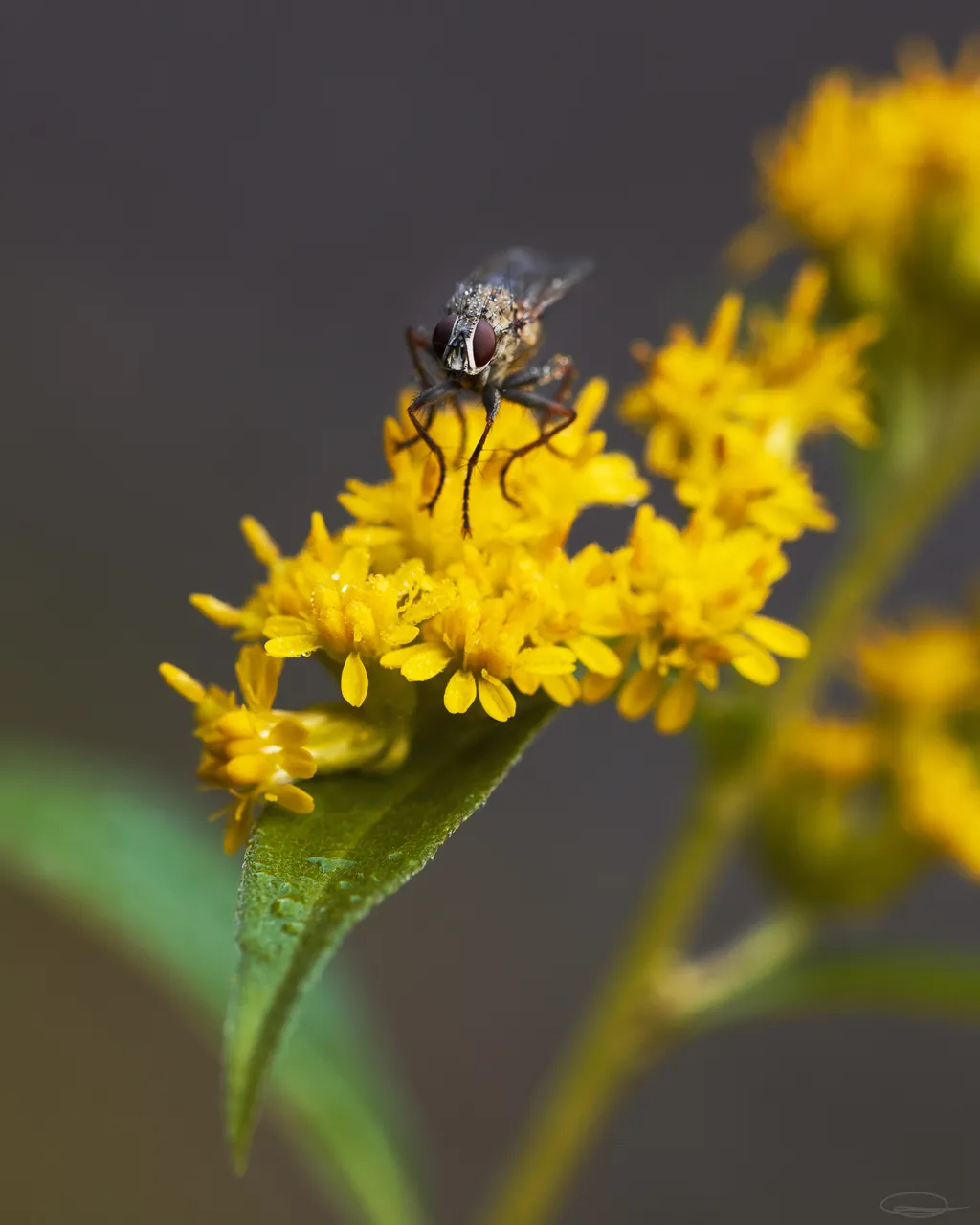 Little World - Hive | PhotoFeed Theme Contest - Macro Photography