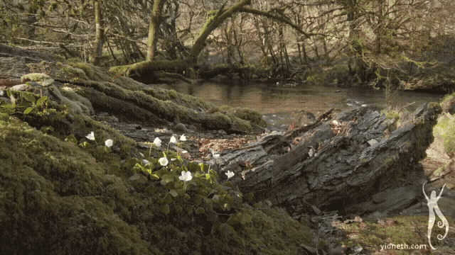 Down by the Salley Gardens00000406.gif