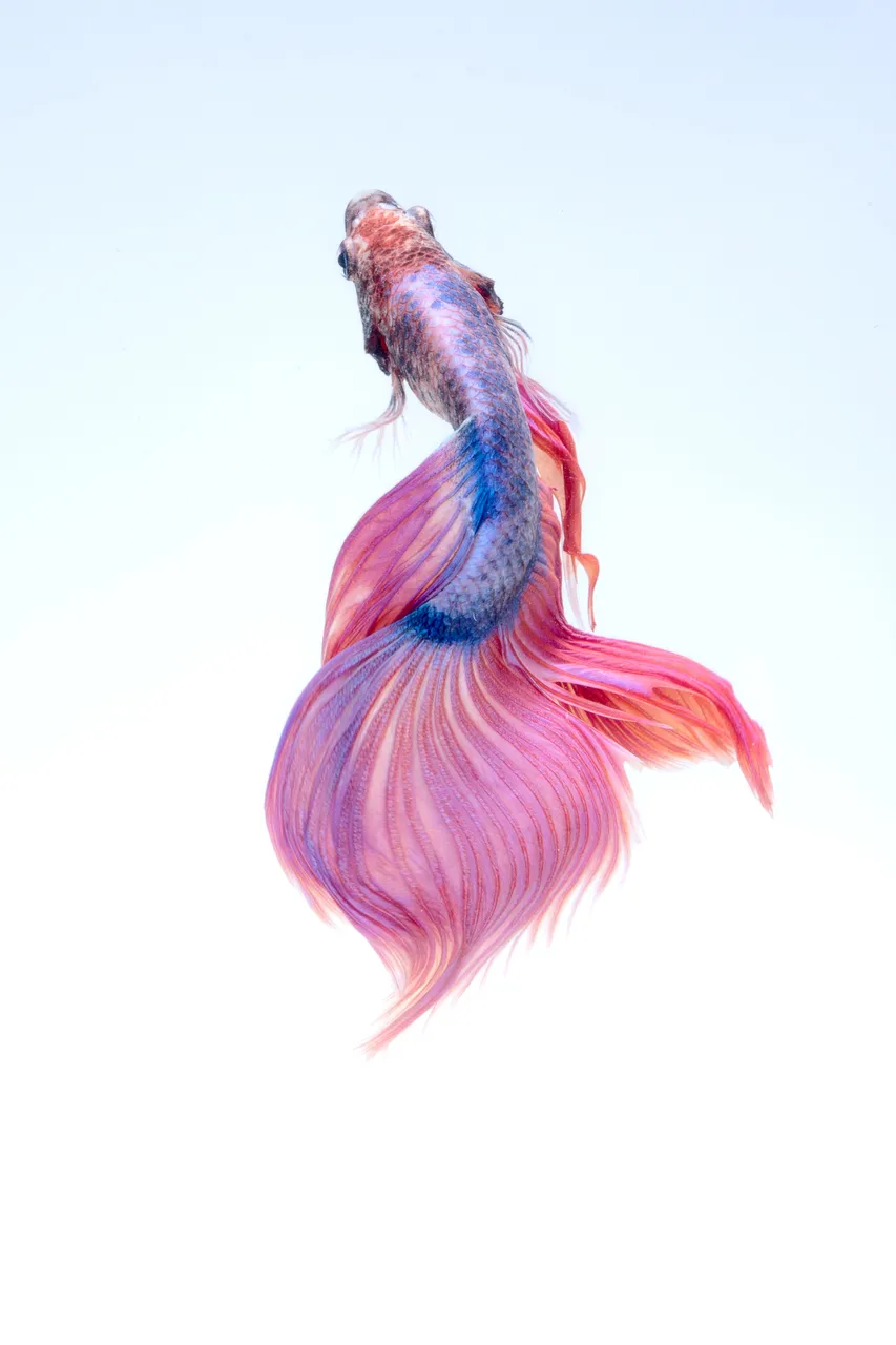 close-up-of-a-siamese-fighting-fish-325045.jpg