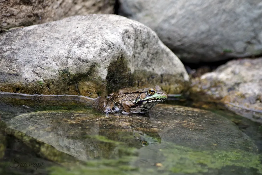 frog pond life reflection sunscape.jpg