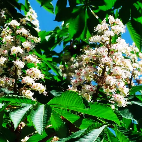 WHITE-CHESTNUT-CASTAÑO-DE-INDIAS-FLOR.jpg