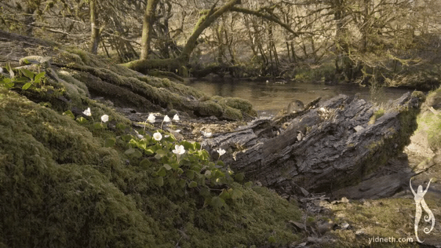 Down by the Salley Gardens00000361.gif