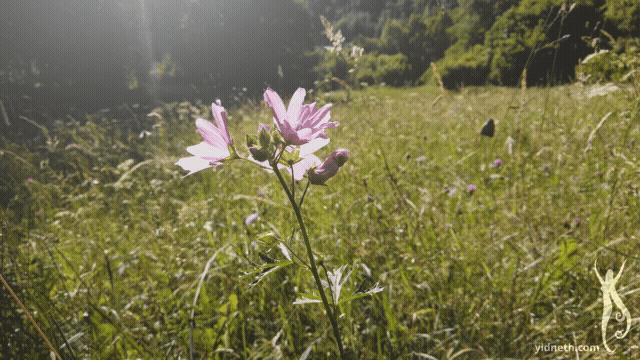 Down by the Salley Gardens00004085.gif