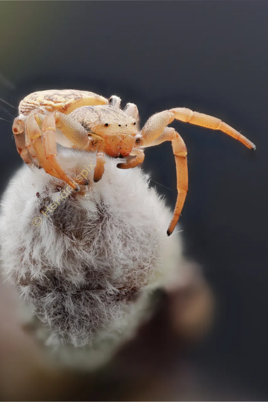 20200704 Crab spider 2 HS Social.jpg