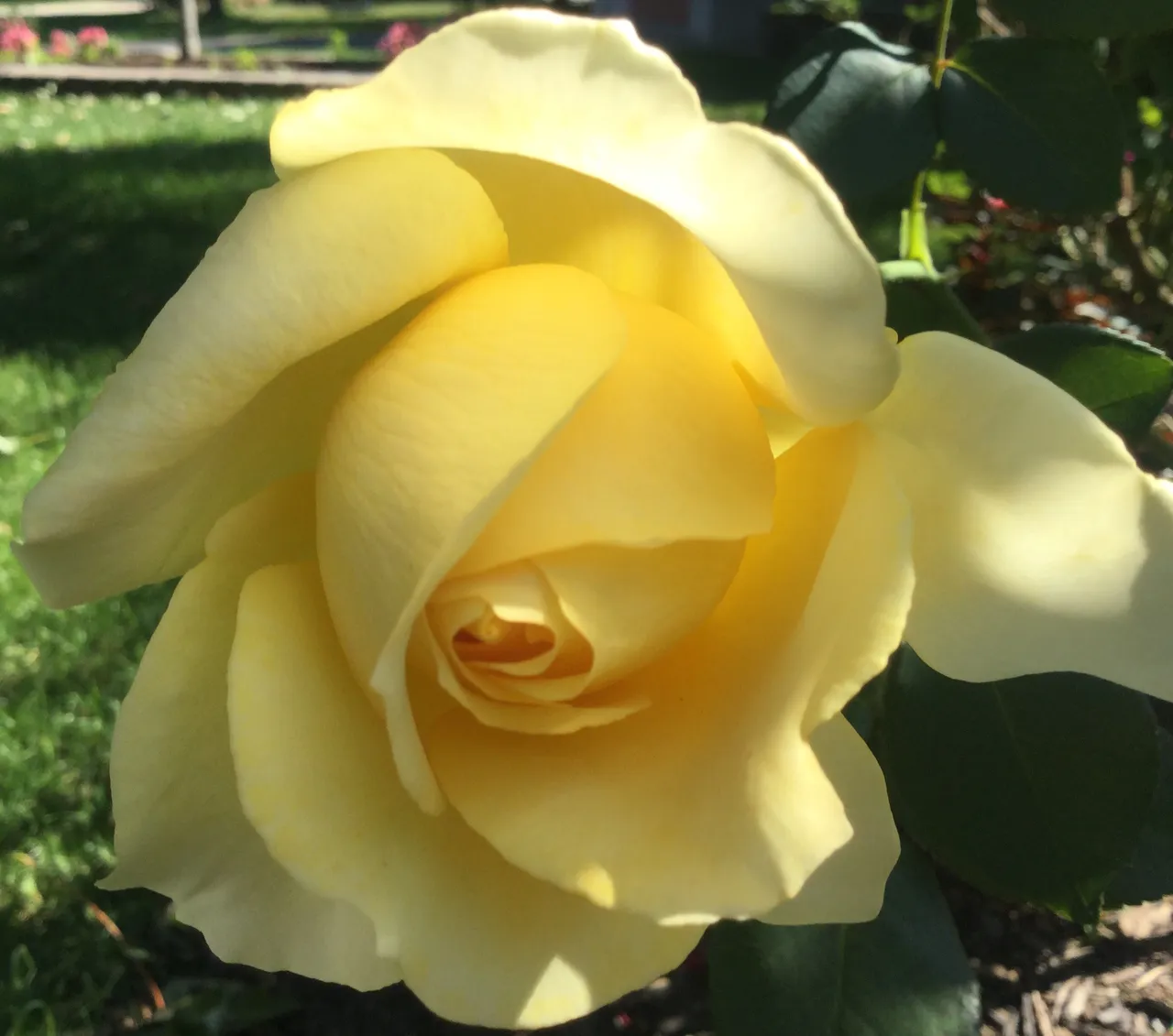 https://s3.us-east-2.amazonaws.com/partiko.io/img/offgridlife-photography-autumn-yellow-rose-f6dntl9w-1537811649362.png