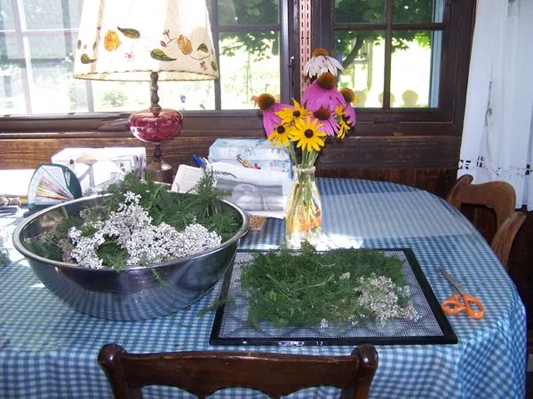 Dehydrating yarrow crop July 2017.jpg