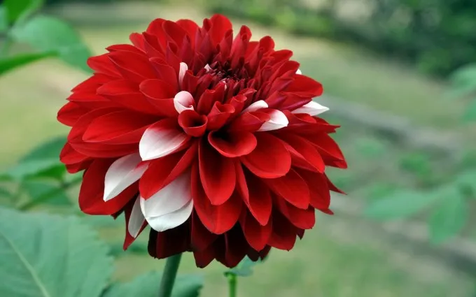 Red-White-Dahlia-Flower-Wallpaper-680x425.jpg