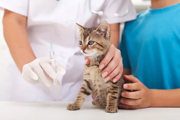 A-tabby-kitten-getting-a-vaccination-shot.jpg