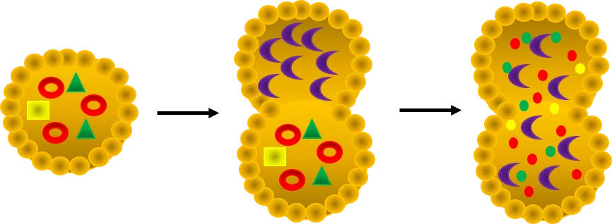 Autophagic_process_for_autophagy_database.png