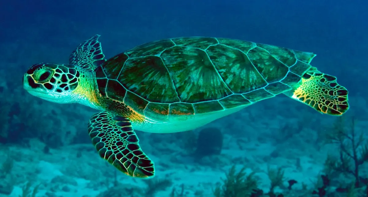 principales-problemas-saludables-tortugas.jpg
