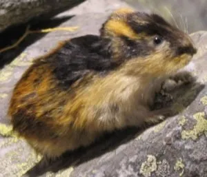 Lemming