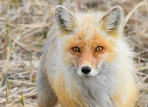 Zorro rojo (Vulpes vulpes)