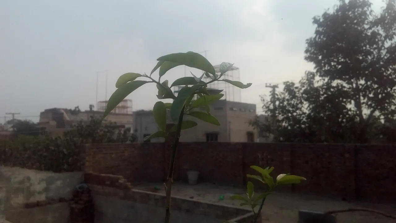 IMG_20201116_143635.jpg