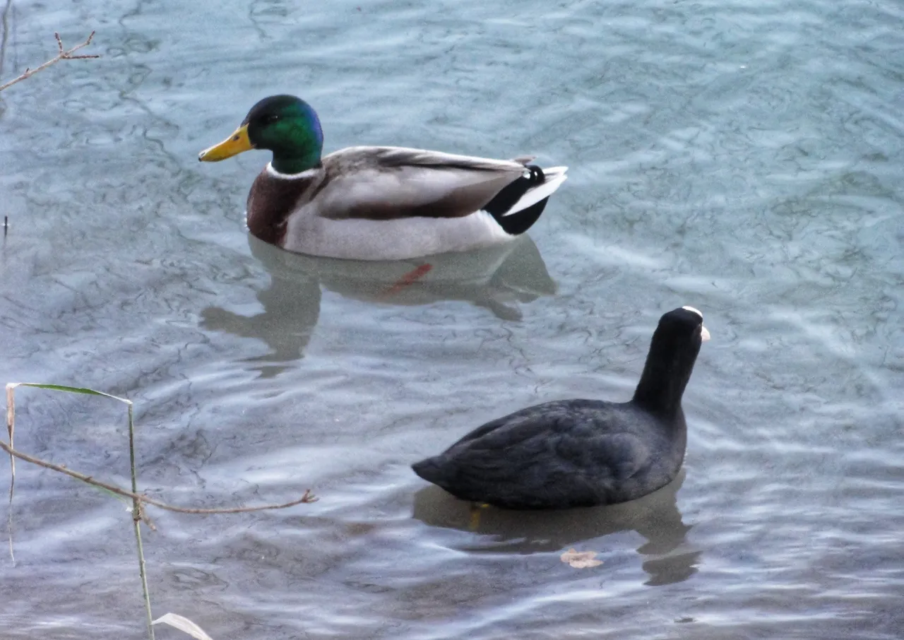 Ducks