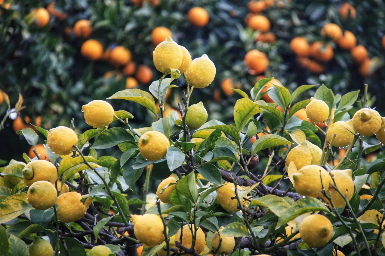 Limoni e mandarini