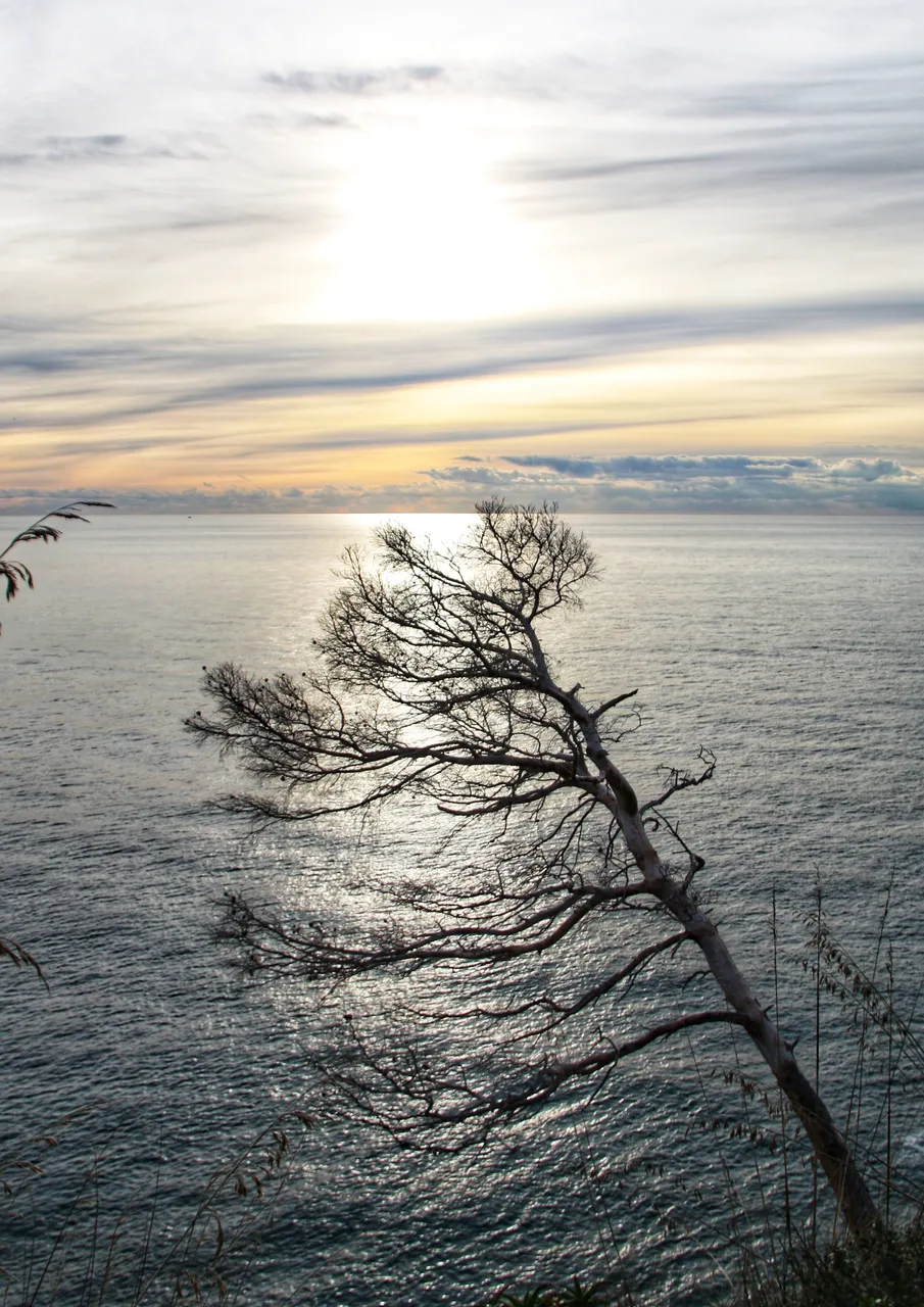 Tree at sunset on silver sea