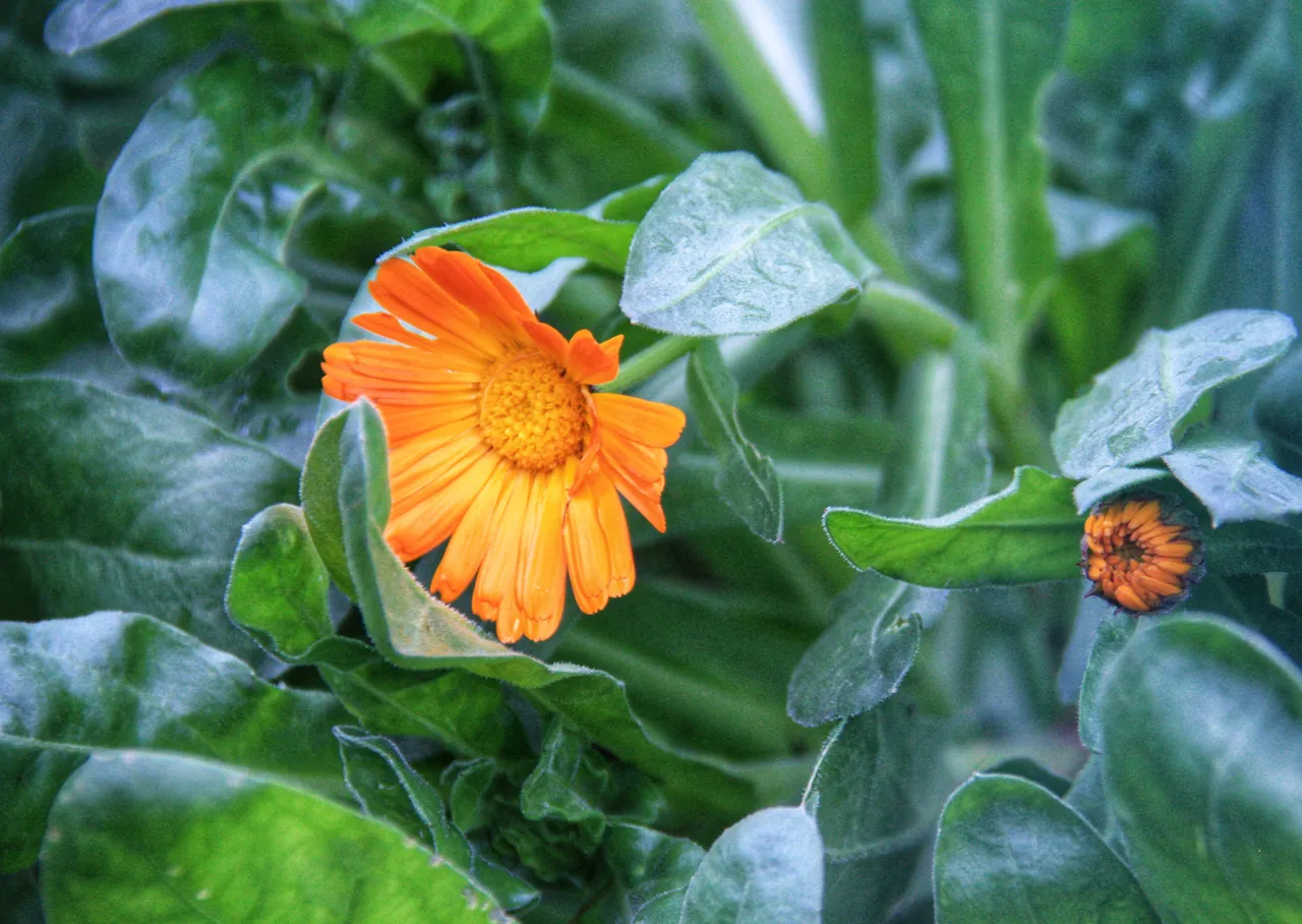 Fiore arancione