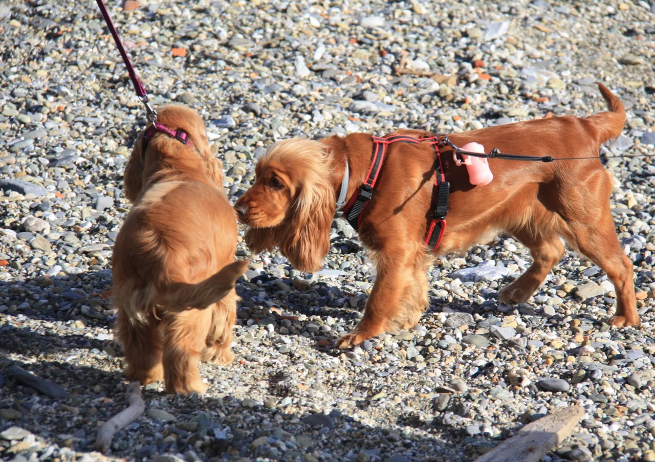 Close encounter between Cocker spaniels...