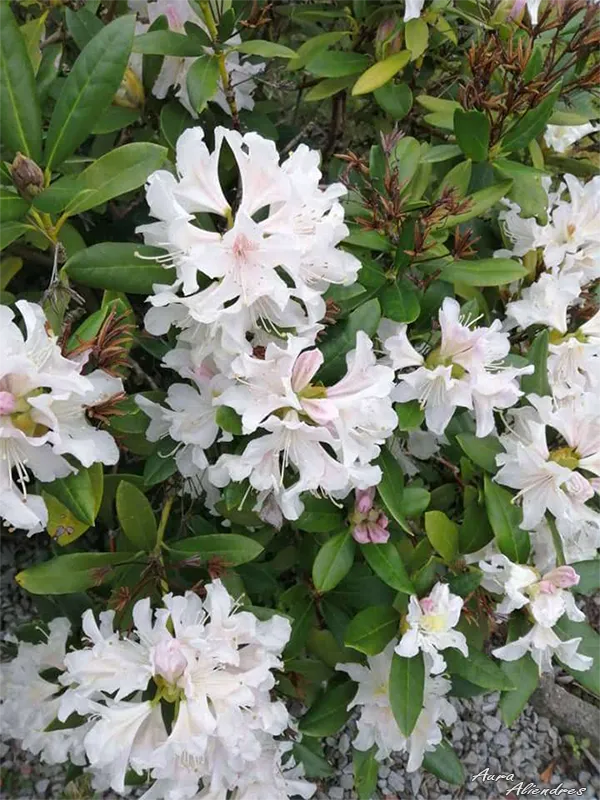 Rhododendronmaximum.png