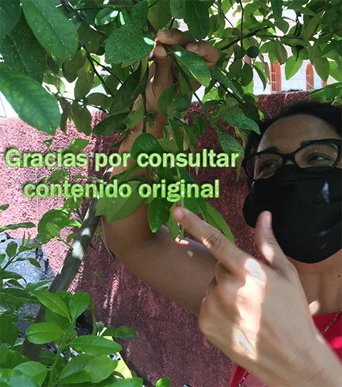 Plantadelimón7.png