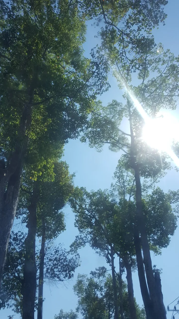 TreeSpirits7.jpg