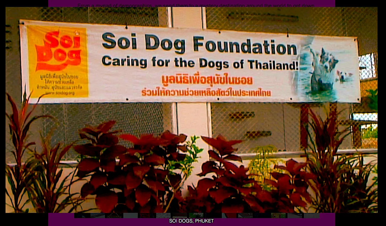 Soi Dogs.png