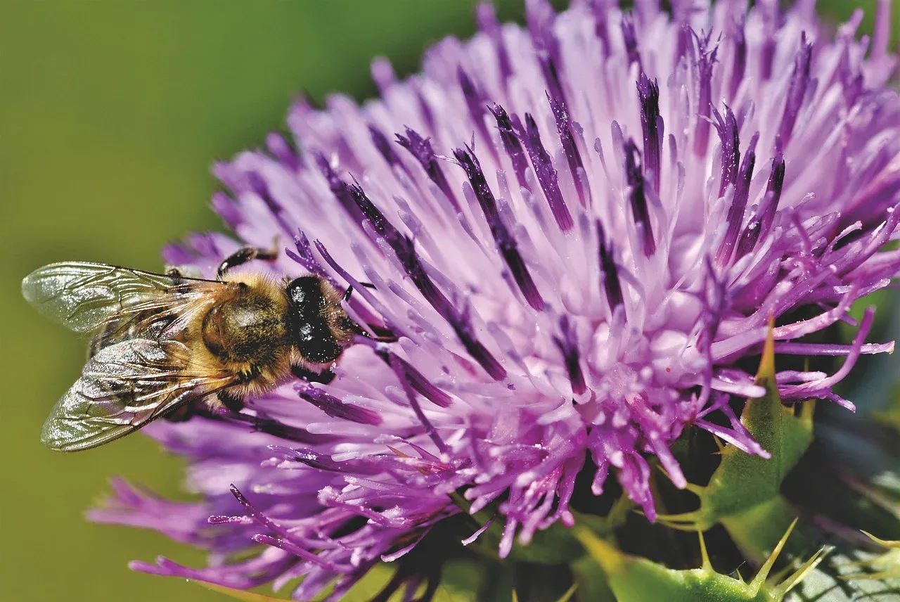 bee5180271_1280.webp
