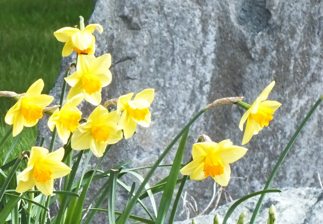 1380Daffodils.jpg
