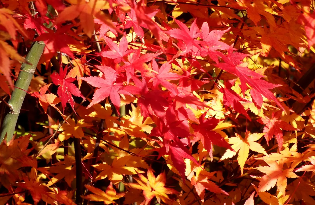 0130RedLeaves.jpg