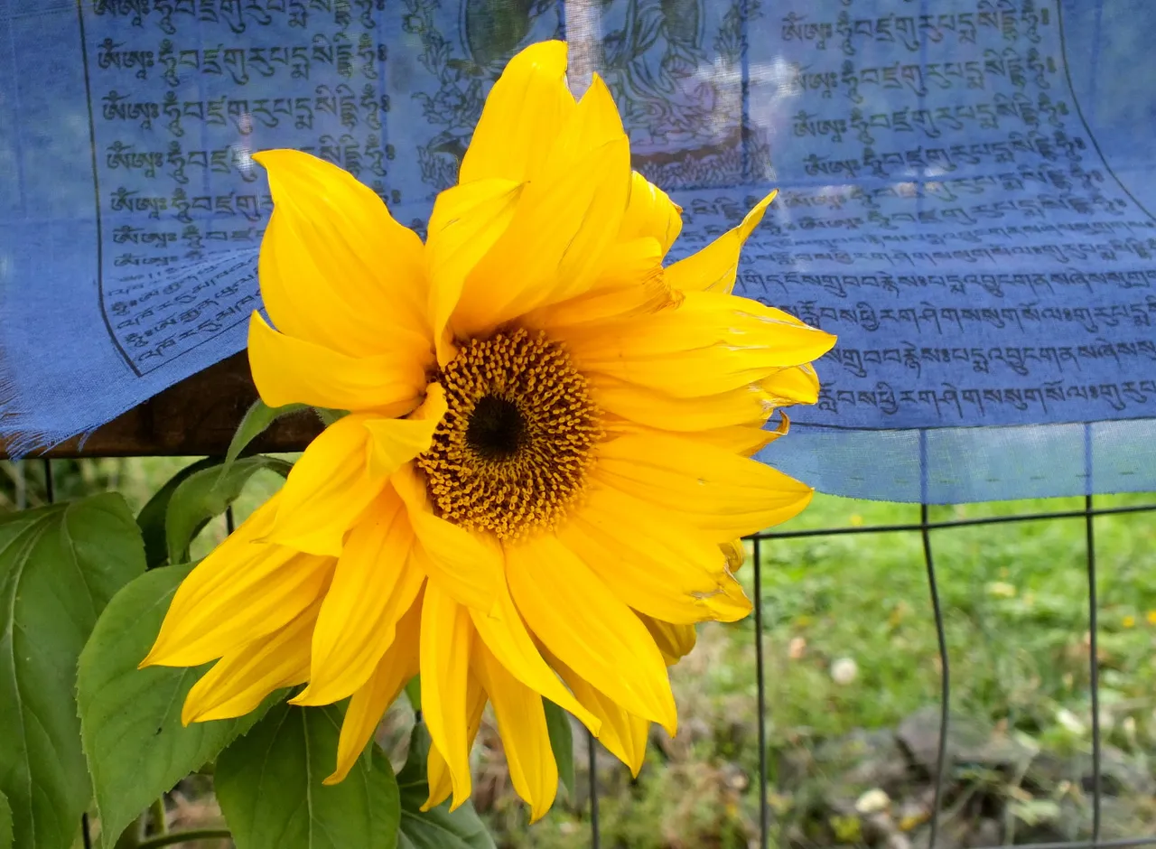 0124Sunflower.jpg