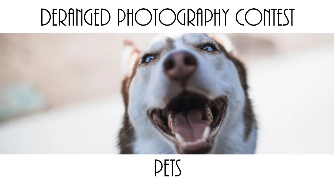 petstheme.jpg