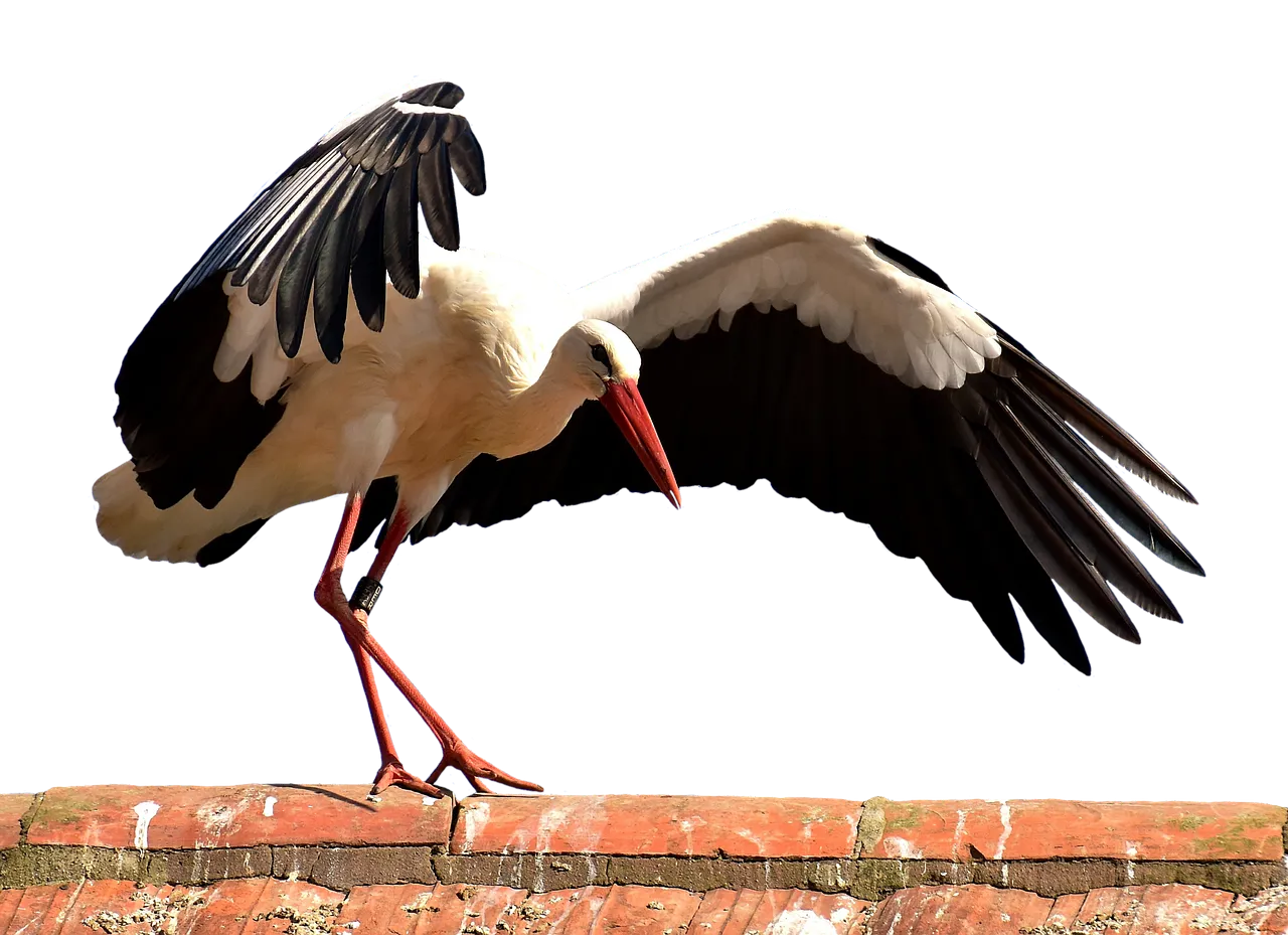 stork2758467_1280.png