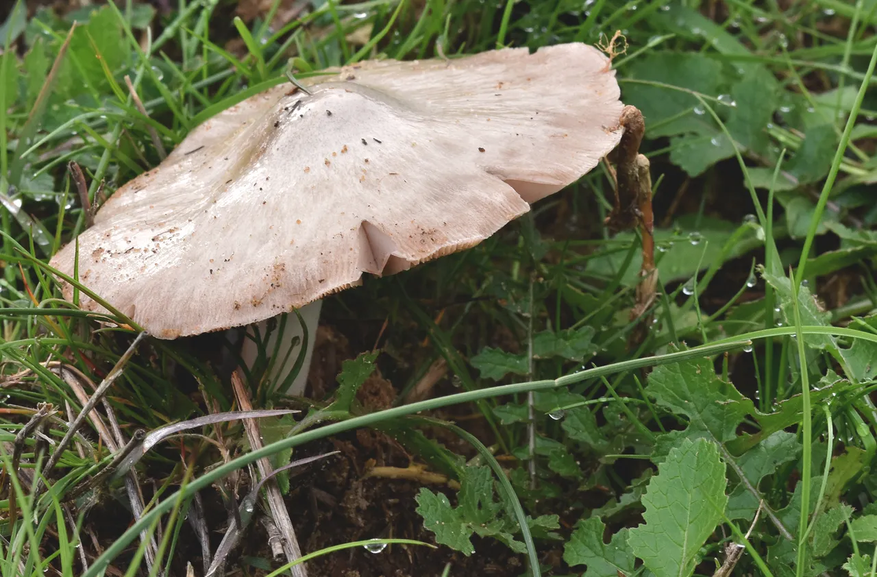 mushrooms grass 3.jpg