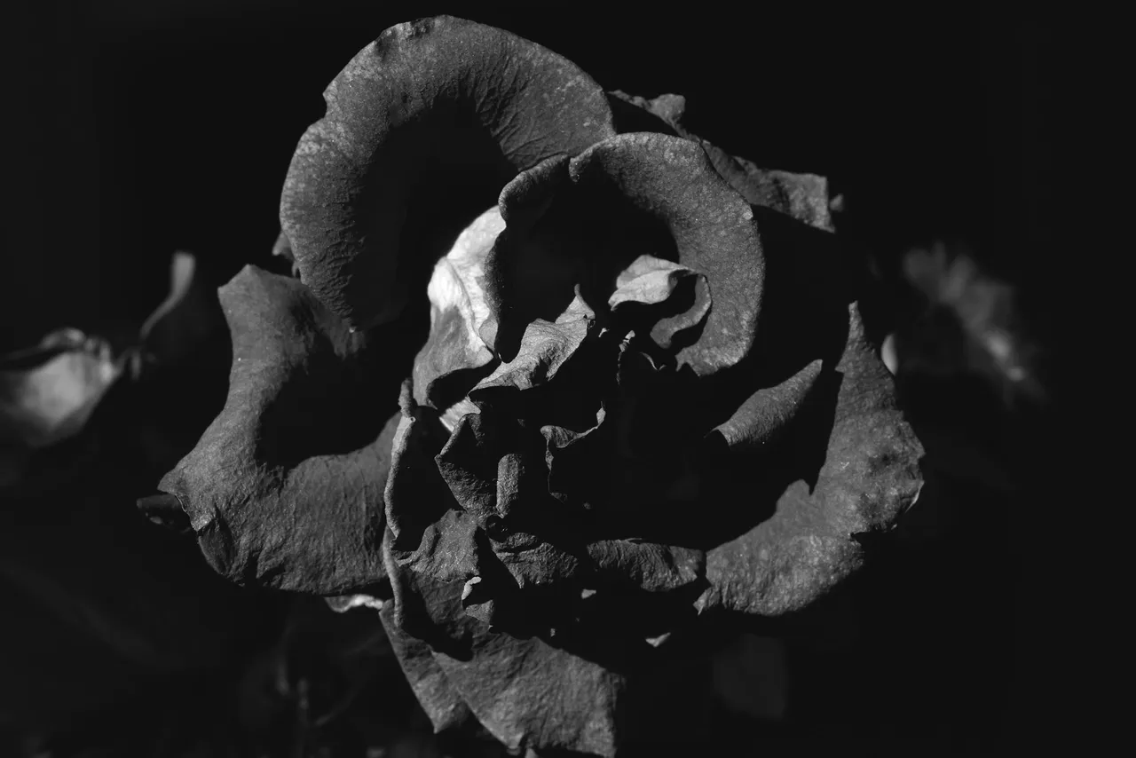 fading rose bw 6.jpg