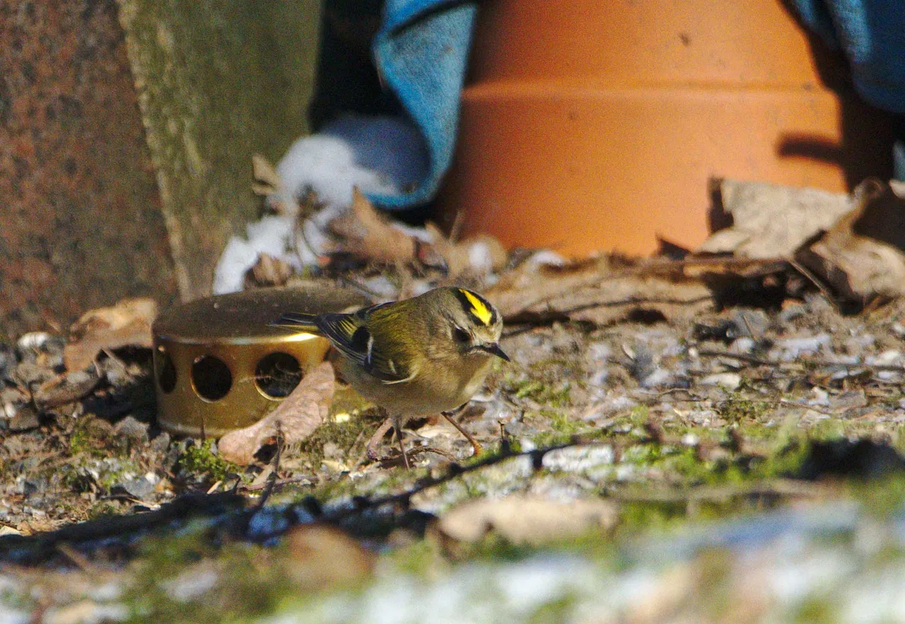 DSC_4389.jpg