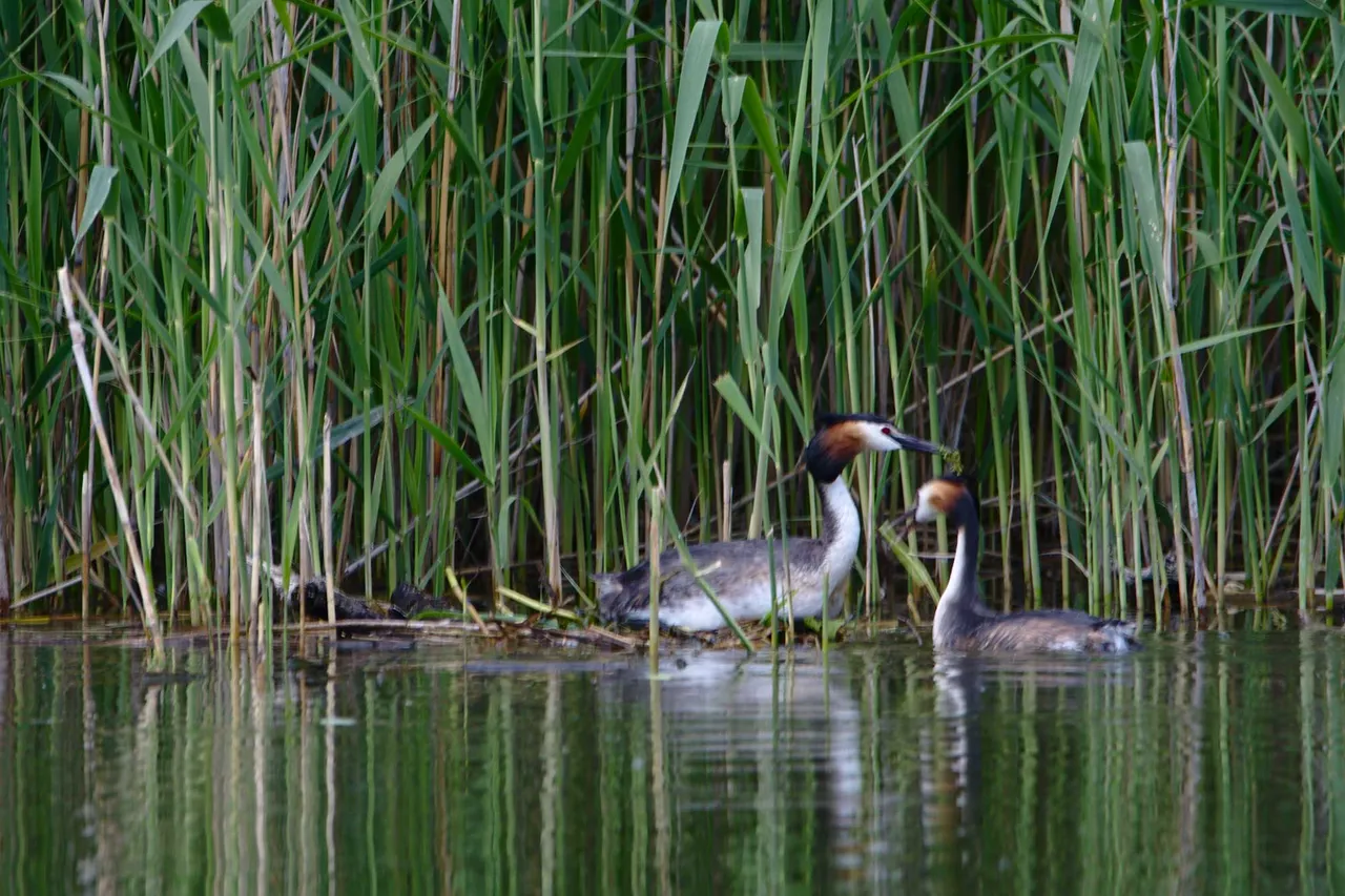 DSC_9882.jpg