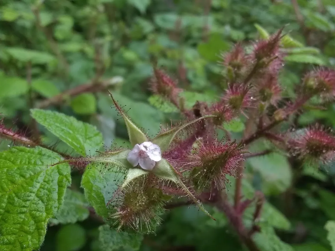 raspberry.jpg