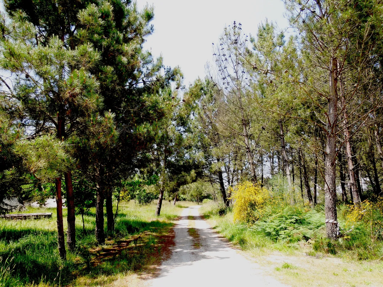 DSCN5242_copia.jpg