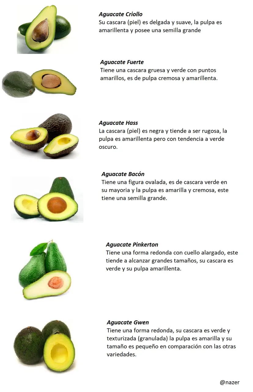 tipos de aguacate.jpg