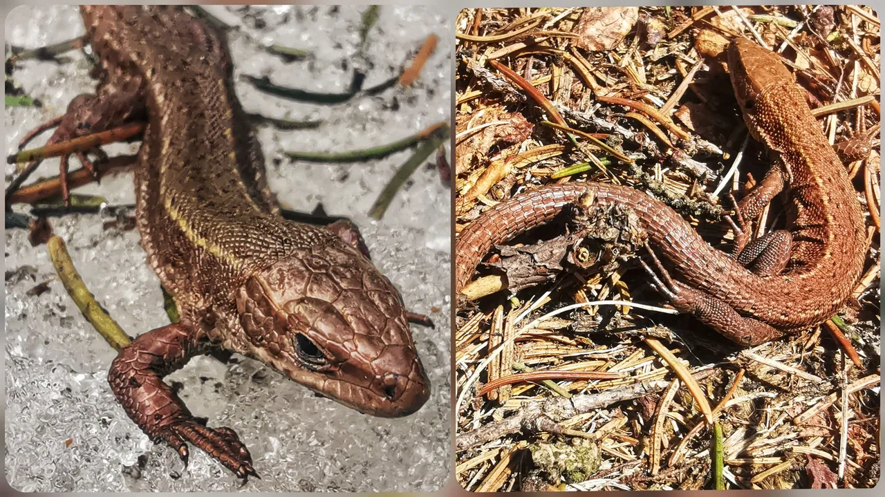 Saving lizard // Záchrana ještěrky