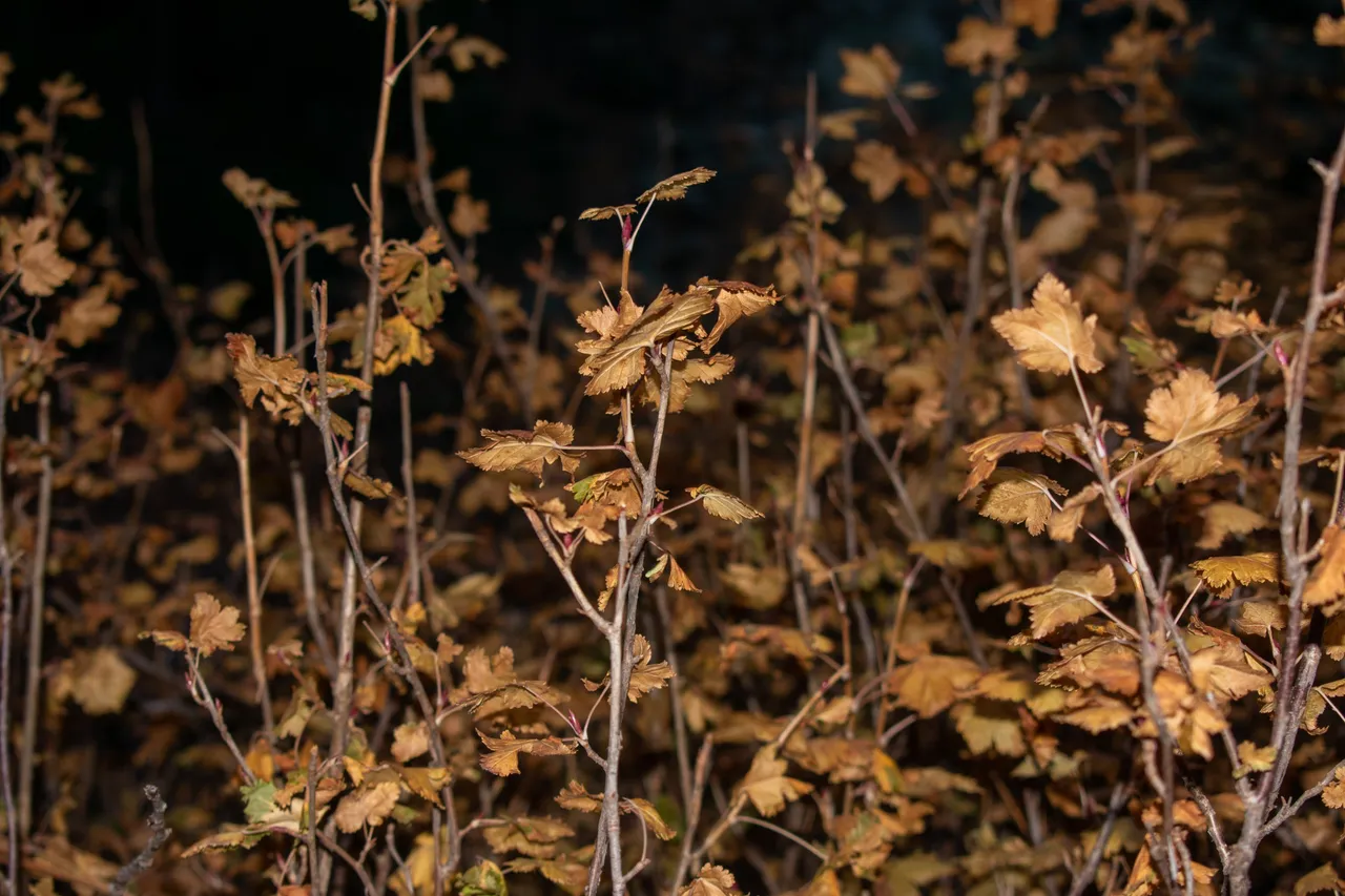 DSC_0022.jpg