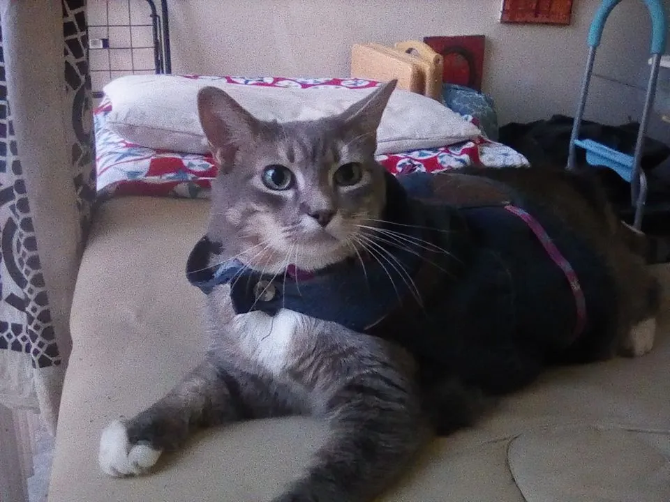 Yuan vest 7.jpg