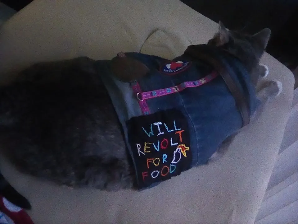 Yuan vest 4.jpg